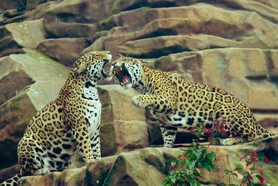 棕色岩石上的两只豹子
